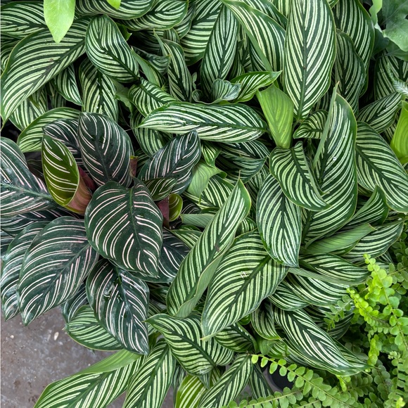 Meet your Posher, Rebecca - Picture 1 of 1